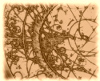 Lychrel Numbers and Palindromes